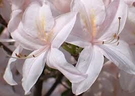 Azalea (Rosy Lights Deciduous Azalea)