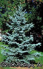 Picea pungens (Bakeri Colorado Blue Spruce)