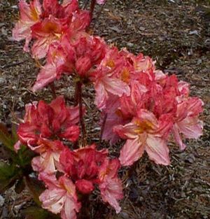 Azalea (Strawberry Ice Deciduous Azalea)