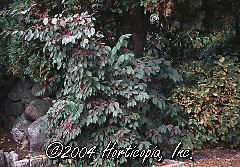 Callicarpa bodinieri (Profusion Beauty Berry)