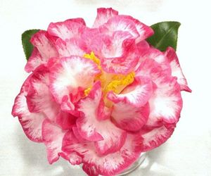 Camellia Japonica (Mrs. Betty Sheffield Camellia)