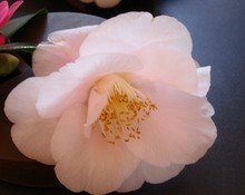 Camellia Japonica (Mrs. D. W. Davis Camellia)