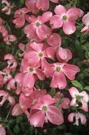 Cornus florida (Cherokee Chief Flw. Dogwood)