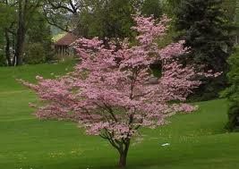 Cornus florida (Rubra Pink Flowering Dogwood)