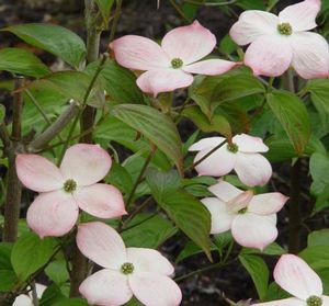 Cornus kousa (Stellar Pink Hybrid (Rutgers) Dogwood)