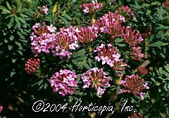 Daphne cneorum (Ruby Glow' Rock Daphne)