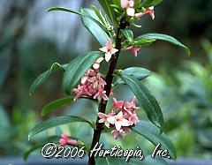 Daphne odora (Leucanthe Winter Daphne)