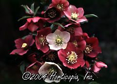 Helleborus X Orientalis (Royal Heritage Hellebore)