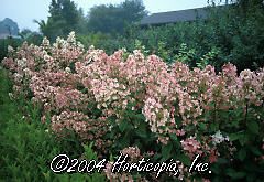 Hydra paniculata (Pink Diamond Hydrangea)