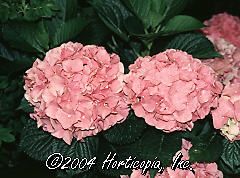 Hydra macrophylla (Forever Pink Hydrangea)