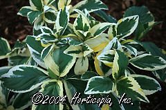 Hydra macrophylla (Lemon Wave (Mophead) Hydrangea)
