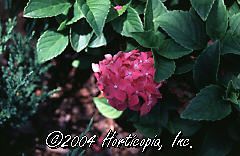 Hydra macrophylla (Pink Elf or 'Pia' Miniature Hydrangea (Mophead))