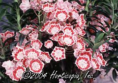 Kalmia latifolia (Minuet Mountian Laurel)