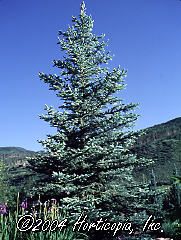 Picea pungens (Fat Albert Blue Colorado Spruce)