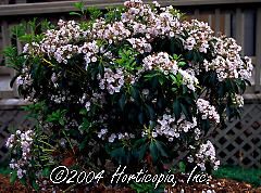 Kalmia latifolia (Elf Mountain Laurel)