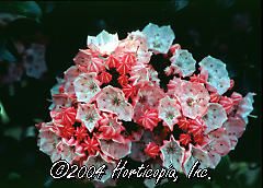 Kalmia latifolia (Little Linda Mountain Laurel)