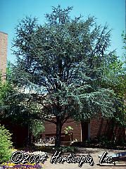 Cedrus atlantica (Blue Atlas Cedar)