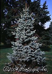 Picea pungens (Kosteri Colorado Blue Spruce)