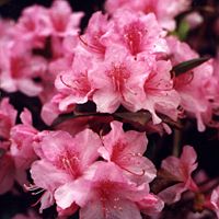 Rhododendron (Aglo Rhododendron)