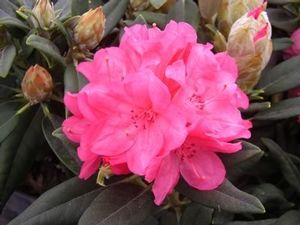 Rhododendron yakushimanum ('Aloha' Yak Hybrid Rhododendron)