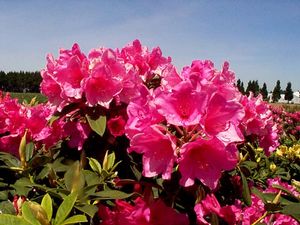 Rhododendron (Anna Rose Whitney Rhododendron)