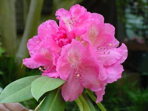 Rhododendron (Antwoon Van Welie Rhododendron)