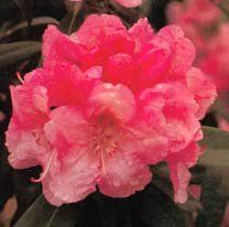 Rhododendron Yakushimanum (Bashful Yakushimanum Rhododendron)