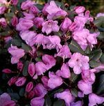 Rhododendron (Bowbells Rhododendron)