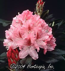 Rhododendron (Cheer Rhododendron)