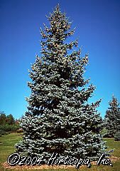 Picea pungens (Hoopsi Colorado Bue Spruce)
