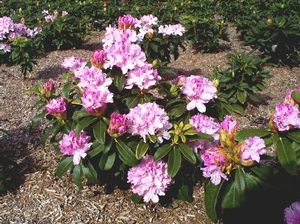 Rhododendron (Christmas Cheer Rhododendron)