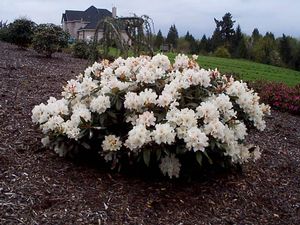 Rhododendron (Cunningham's Blush Rhododendron)