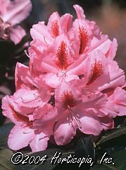 Rhododendron (Furnival's Daughter Rhododendron)