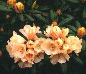 Rhododendron Yakushimanum (Grumpy Yakushimanum Rhododendron)