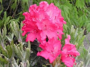 Rhododendron (Haaga Rhododendron)