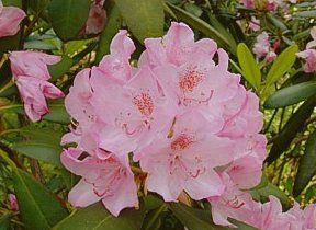 Rhododendron (Helsinki University Rhododendron)