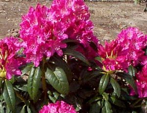 Rhododendron (Holden Rhododendron)