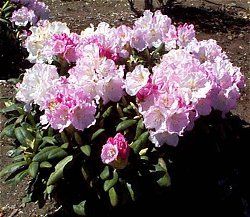 Rhododendron Yakushimanum (Ken Janeck Yakushimanum Rhododendron)
