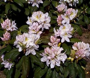 Rhododendron (Lavender Queen)