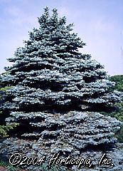 Picea pungens (R. H. Montgomery Blue Spruce)