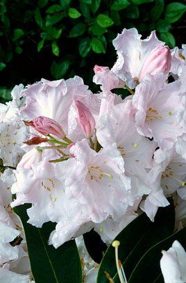 Rhododendron (Loder's King George Rhododendron)