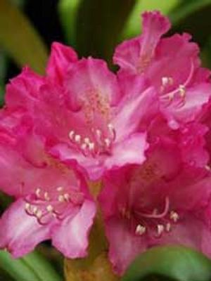 Rhododendron Yakusimanum (Looking Glass Yakushimanum Rhododendron)