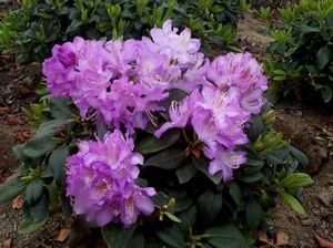 Rhododendron (Minnetonka Rhododendron)