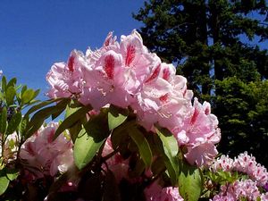 Rhododendron (Mrs. Furnival Rhododendron)