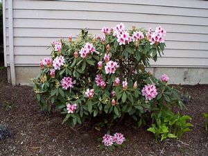 Rhododendron (Mrs. G. W. Leak Rhododendron)
