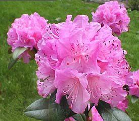 Rhododendron (Olga Mezitt Rhododendron)