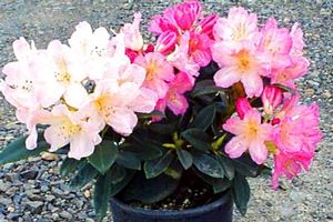 Rhododendron Yakushimanum (Percy Wiseman Yakushimanum Rhododendron)