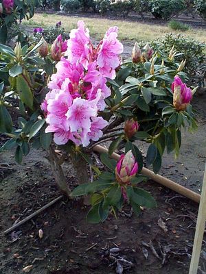 Rhododendron (Pink Pearl Rhododendron)