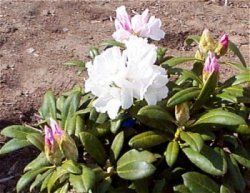 Rhododendron Yakushimanum (Prince Yakushimanum Rhododendron)
