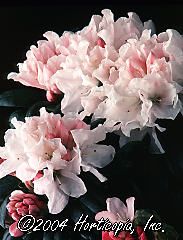 Rhododendron Yakushimanum (Princess Yakushimanum Rhododendron)